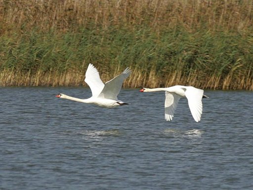 Schwäne auf dem Federsee